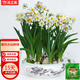 沭之美漳州水仙花種球水培植物綠植盆栽擺件種球6個(gè)球不含盆 源頭直發(fā)