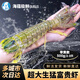 海蘊(yùn)極鮮【活鮮】鮮活富貴蝦 新鮮泰國(guó)進(jìn)口巨型皮皮蝦活蝦燒烤食材 500g（2-3只）帶黃款