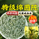 胖東來同款茵陳五味子組合茶養(yǎng)肝護(hù)肝茶無硫中藥材泡水喝功效與作用 【當(dāng)季新貨】 大罐裝 130g*1罐