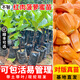 芥圃菠蘿蜜苗嫁接四季菠蘿蜜樹苗 官方旗艦 嫁接四季紅心泰國菠蘿蜜樹 干包  紅肉菠蘿蜜樹苗 4年苗 高度：80-100公分