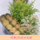 芊芊細語斗南基地直批發玫瑰鮮花全國速遞配送女友禮物家用水養插花家庭 10朵香檳玫瑰+洋甘菊+送黃英+送保鮮劑