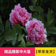 臨雅牡丹花苗正宗山東菏澤洛陽(yáng)芍藥鮮花大苗室外盆栽重瓣觀(guān)賞樹(shù)苗花卉 牡丹魏紫大苗