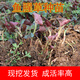 青意萱根莖繁殖貴州野生 折耳根魚(yú)腥草種子種苗新鮮盆栽四季種根1斤500 500克裝