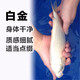 獅灣 錦鯉魚(yú)活體日本純種錦鯉魚(yú)苗昭和白寫(xiě)錦鯉魚(yú)觀(guān)賞魚(yú)紅白丹頂大正 白金錦鯉一條 8-10cm