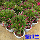 嫁接老漢蟹爪蘭苗新品種帶花苞盆栽陽(yáng)臺(tái)植物四季多色花卉 混色15顆(顏色隨機(jī)發(fā)貨) 不含盆