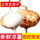 辰實(shí)【現挖現發(fā)】新鮮白地瓜 生吃土瓜涼薯水果白地瓜地蘿卜 8斤（劃算）