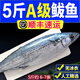  5斤青島大鲅魚新鮮馬鮫魚大整條冷凍海捕深海魚海鮮水產(chǎn)批發(fā)