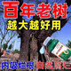 爛根劑強力除樹劑大樹爛根殺大樹竹子除雜草專用滅樹藥園藝肥料 樹竹草爛根【3瓶】買2送1