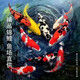 招財如意錦鯉冷水觀賞魚大型純種精品紅白三色招財魚好養(yǎng)耐活風(fēng)水魚活魚 十全十美（隨機(jī)顏色10條可指定） 20-23cm