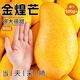 京地達海南金煌芒果 8斤珍稀果王單果500g+青皮生吃甜心芒新鮮水果包郵