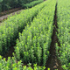 爾瀾100顆裝綠化樹(shù)苗木冬青苗庭院四季常青樹(shù)苗植物冬青樹(shù)苗源頭直發(fā)