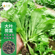長(cháng)耕大葉茼蒿種子茼蒿菜籽菜苗秋冬季四季青菜種耐寒陽(yáng)臺蔬菜種孑大全 大葉茼蒿7克 (約3000粒)