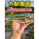 鱸魚(yú)苗淡水養殖食用特大規格盧魚(yú)苗加州鱸魚(yú)苗大嘴鱸魚(yú)苗活魚(yú)批發(fā) 6-8厘米20條【+10%防損】