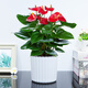 小冤家紅掌盆栽綠植物四季開(kāi)花觀(guān)賞綠植土養辦公室內客廳紅掌吸水懶人盆