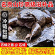 麗水龍泉安仁養殖石蛙鮮活石雞深山泉養石鯪婦孺月子小孩老人補品 3年蛙【一斤4只全公款】