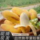 居里廣西自然熟蘋果蕉香蕉小米奶焦粉糯米丑芭蕉現(xiàn)摘海南新鮮水果 蘋果粉蕉5斤【凈重】