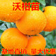 歐悟 正宗091無(wú)核沃柑苗嫁接沃柑苗 庭院陽(yáng)臺柑橘子苗盆栽地栽果樹(shù)苗 5年嫁接結果苗
