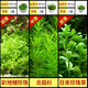 瘋狂水草（FKSC）無(wú)菌杯魚(yú)缸水草造景植物莫斯陰性草缸日本珍珠草魚(yú)缸綠植真水草 無(wú)菌杯組合套餐D
