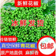 鹿凌青2024年青花椒新鮮四川特產(chǎn)鮮藤椒重慶現(xiàn)摘保鮮麻椒真空鮮花椒 保鮮花椒3袋裝1050克 1050g