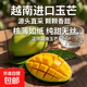 越南進(jìn)口大玉芒新鮮特大當(dāng)季水果現(xiàn)摘越南青皮芒玉芒熟單果300g起 玉芒5斤凈重單果300g起