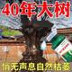 專除礙事樹大樹爛根專用的藥死悄無聲息強力除樹樹死特效肥料 樹竹草爛根【3瓶】買2送1