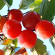 磊運無(wú)核柿子樹(shù)苗 嫁接果樹(shù)苗庭院陽(yáng)臺種植南方北方種植當年結果 4年苗當年結果(火晶柿子) 81cm(含)-110cm(含)