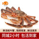 【活鮮】喵和漁 鮮活松葉蟹 公蟹俄羅斯板蟹長(zhǎng)腳蟹海鮮水產(chǎn)大螃蟹 1.8-2.0斤/1只