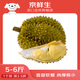 京鮮生 進口金枕頭鮮榴蓮 凈重5-6斤 1個裝 生鮮 新鮮水果 新鮮榴蓮