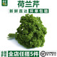 千牛優(yōu)福荷蘭芹250g-500g 新鮮香芹菜 番茜 洋芫荽番荽 西餐擺盤裝飾 500g