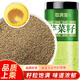 敬賢堂 芹菜籽500g 新鮮品質(zhì)純芹菜籽 可搭天然芹菜子粉藥食同源