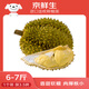 京鮮生 進口金枕頭鮮榴蓮 凈重6-7斤 1個裝 生鮮 新鮮水果新鮮榴蓮