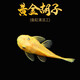 卡奇魚(yú)鼠魚(yú) 底棲魚(yú)清缸除藻 清潔魚(yú)工具魚(yú) 觀(guān)賞魚(yú) 熱帶魚(yú)金苔鼠黃金胡子 黃金胡子3條（2-3cm）