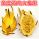 黃皮火龍果,黃金麒麟果,黃龍果苗,果樹苗,嫁接苗,黃色,盆景 黃肉火龍果5年苗 51cm(含)-80cm(含)