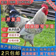 3斤純種白蘆花雞小雞活苗綠殼蛋雞鵲山雞活體脫溫小雞母雞苗包郵 白蘆花雞苗 每只4-5兩10只（8母2公）