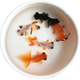優(yōu)魚(yú)若寵觀(guān)賞魚(yú)活體水族寵物魚(yú) 金魚(yú)活魚(yú) 小金魚(yú)活體 冷水魚(yú)淡水魚(yú) 4-5cm蝶尾金魚(yú)隨機混色6+1條防損