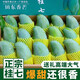 春福樂 廣西百色桂七芒果【JD順豐-多地次日達】田東大桂七芒水果禮盒 9 斤老農臻挑【老樹桂七丨全家暢享款】凈 8.5 斤 11A級老樹果 | 典藏蜜王芒 單果 300-500g
