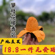 四川攀枝花椰香芒果（雞蛋芒）家庭裝中果當季鮮果 單果150克左右（家庭裝中果） 凈果重3斤(試吃裝）