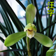 玫絢蘭花 春蘭老八種蘭花苗宋梅辦公室內庭綠植盆栽花卉 精品汪字 老種3苗