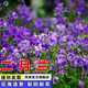 昂景進(jìn)口矮生四季青草籽高檔草坪種子免修剪抗旱耐寒護坡固土綠化草種 【林下耐陰】二月蘭凈籽1斤