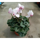 春花妙意仙客來(lái)盆栽室內花卉重瓣迎客來(lái)大花苗觀(guān)花植物 仙客來(lái)白色 不含盆