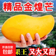 正宗金煌芒特大海南水仙芒果新鮮時(shí)令水果超甜京東包郵產(chǎn)地直發(fā) 【大果9斤凈重8.5斤】單果300克+｜核薄肉厚