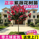樂途紅紫薇花樹苗四季種植易活耐寒花卉紫色紫薇【3公分粗】源頭直發