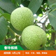 核桃苗果樹(shù)苗嫁接文玩薄皮紙皮地栽盆栽帶土南方北方種植當年結果 香玲核桃4年苗 80cm(含)-89cm(含)