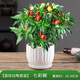 惜林園七彩辣椒盆栽小辣椒五彩椒樹(shù)苗帶果可食用新鮮植物好養活花卉綠植