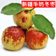 覓式新疆冬棗 冰糖心棗子庫爾勒脆甜棗新鮮水果 3斤中果（單果15-20克； 80-100粒）