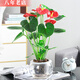 雅卉水培植物室內(nèi)紅掌盆栽一帆風(fēng)順白掌花卉植物粉掌玻璃好水養(yǎng)帶花苞 紅掌(15D圓球瓶+陶粒) 含盆