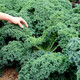 大禹羽衣甘藍種子大全盆栽苗帶土種苗菜苗秋季蔬菜苗食用雨衣甘蘭 羽衣甘藍種子 200粒/袋