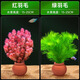 森悠（SARYOR）火山石水草綠菊蜈蚣草水榕無需底砂懶人魚缸造景套餐陰性真草植物 紅羽毛+綠羽毛【桃紅罐組合】