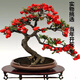 元井海棠花盆栽樹(shù)苗盆景重瓣老樁庭院綠植物室內四季花卉 9年長(cháng)壽冠海棠（造型）