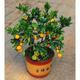 花e流客廳室內觀(guān)果植物金錢(qián)桔小金橘盆景金桔樹(shù)苗四季桔帶果子金桔6年